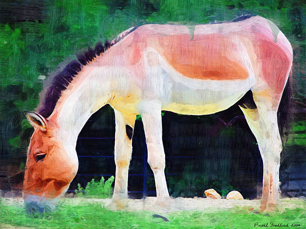Equus przewalskii.jpg